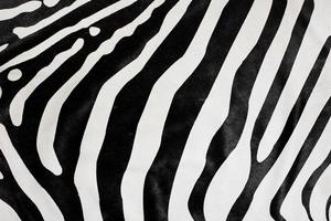 zebra fur close-up photo