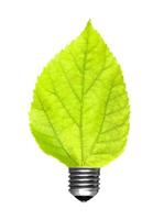 Leaf bulb on white background photo