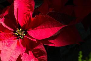 Poinsettia flower with black background and space for text photo