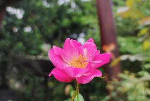 close up portrait of rosa flower photo