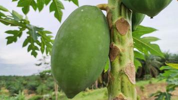 green papaya fruit hanging on the tree photo