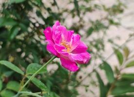 close up portrait of rosa flower photo