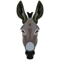 Vector donkey face isolated. Poster, banner, print advertisement, web design element. Livestock, cattle animals.