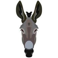 Vector donkey face isolated. Poster, banner, print advertisement, web design element. Livestock, cattle animals.