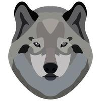 Wolf face. Portrait of a gray wild beast isolated on a white background. vector