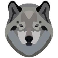 Wolf face. Portrait of a gray wild beast isolated on a white background. vector