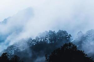 Misty landscape with fir forest mountains in fog photo