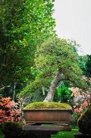 bonsai jardín tailandia hermosos pequeños bonsáis con hojas verdes foto