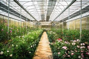 crecimiento industrial de rosas en invernadero foto
