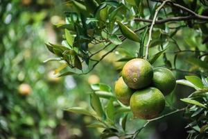 Primer plano de satsumas bang mot mandarina madurando en el árbol foto