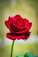 Beautiful blooming flower rose flower close up photo