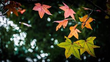 Maple leaves colorful Beautiful autumn landscape photo