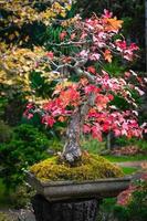 bonsai jardín tailandia hermosos pequeños bonsáis con hojas verdes foto