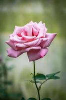 Beautiful blooming flower rose flower close up photo