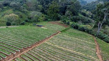 Landscape of Strawberry garden with sunrise at Doi Ang Khang , Chiang Mai, Thailand. photo