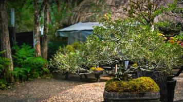 Bonsai garden Thailand Beautiful small bonsai trees with green leaves photo