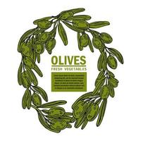 Olive tree border. Vector element. EPS10.