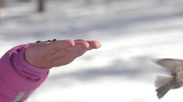 Vogel auf der Handfläche eines Mannes, der Samen pickt. hungrige Vögel im Winterwald video