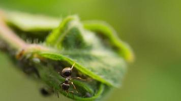 mier voeden Aan bladluizen, dichtbij omhoog schot. een mier extraheren honingdauw van bladluizen video