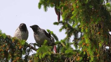 Crows on a branch. Nest with young chicks on a coniferous tree video