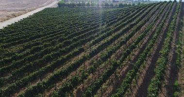 antenne uhd 4k de la ferme viticole de raisin de pays. video