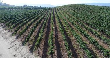 UHD 4k aereo di nazione uva vigneto azienda agricola. video