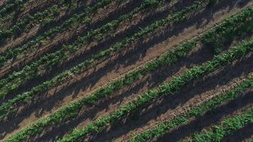 sentier aérien hd sur la campagne luxuriante des vignobles de raisin. video