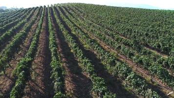 HD Aerial Path Over Lush Grape Vineyard Countryside. video