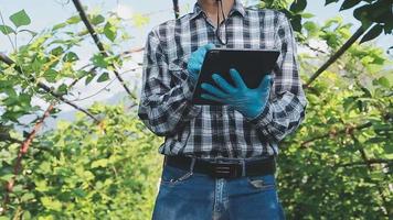 female farmer working early on farm holding wood basket of fresh vegetables and tablet video