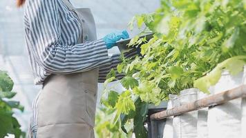 female farmer working early on farm holding wood basket of fresh vegetables and tablet video