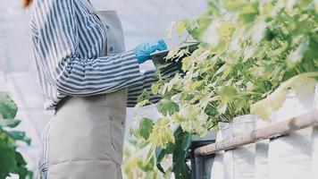 female farmer working early on farm holding wood basket of fresh vegetables and tablet video