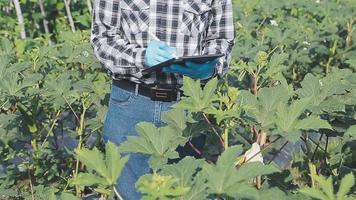 female farmer working early on farm holding wood basket of fresh vegetables and tablet video