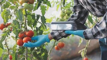 contadina che lavora presto nella fattoria che tiene cesto di legno di verdure fresche e tablet video