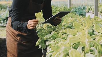 female farmer working early on farm holding wood basket of fresh vegetables and tablet video