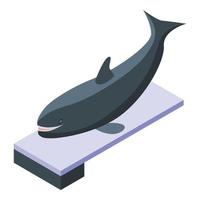 Killer whale on springboard icon, isometric style vector