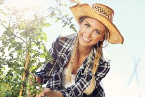 Adult woman picking tomatoes from vegetable garden photo