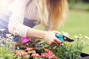 Woman growing flowers outside in summer photo