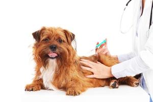 Vet dog and injection photo