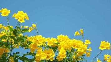 video för natur bakgrund med blommor