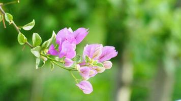 video för natur bakgrund med blommor