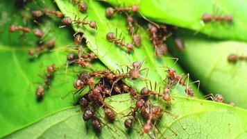 fourmis rouges s'aidant à tirer les feuilles video