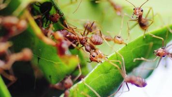 Red ants helping each other pull leaves video