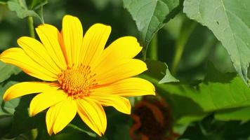 Video für Naturhintergrund mit Blumen