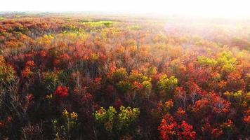 feuilles qui changent de couleur en été pour perdre leurs feuilles video