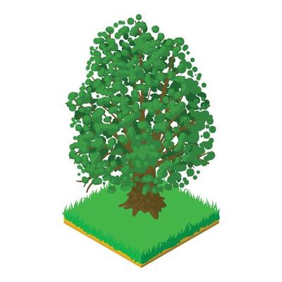 Maple tree icon, isometric style