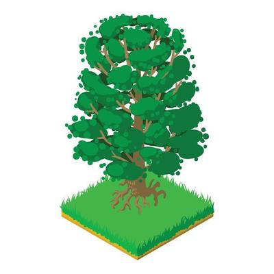 American beech icon, isometric style