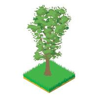 Walnut tree icon, isometric style vector