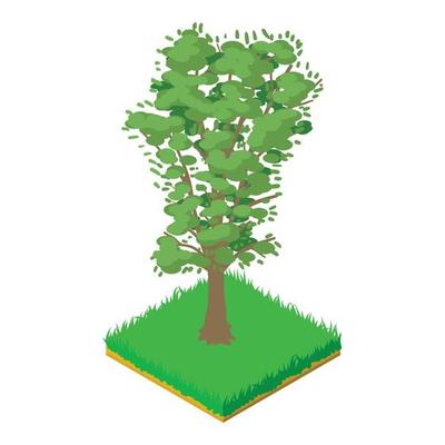 Walnut tree icon, isometric style