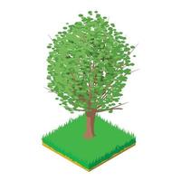 American elm icon, isometric style vector