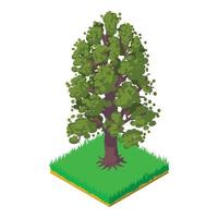 American chestnut icon, isometric style vector